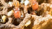 Termite Control Paradise Point image 1